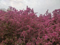 -海棠花溪(元大都城垣遗址公园)