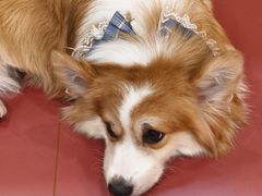 -和它·交个朋友·狗咖猫咖(爱琴海店)