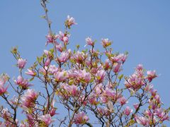 -上海辰山植物园