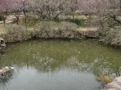 -香雪海