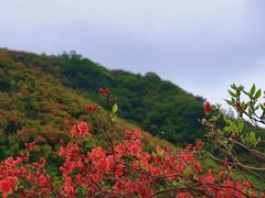 -大围山国家森林公园
