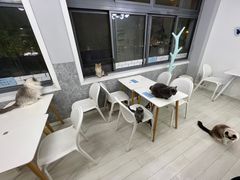 -喵的天空名猫咖啡馆·撸猫·猫舍·用品