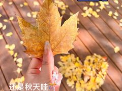 -陆家嘴中心绿地