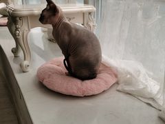 -共舞时光猫咖·狗咖(新街口店)