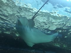 -悉尼海洋生物水族馆