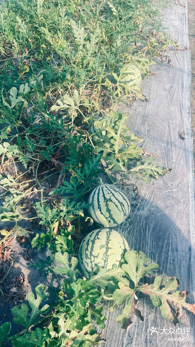 到8424种植地里挑西瓜