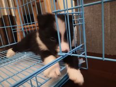 -翊宠yipet猫狗购宠庄园犬舍•猫舍