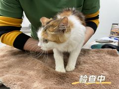 -安安宠医安欣宠物医院