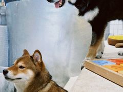 -柴务处·柴犬主题狗咖