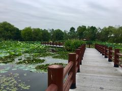 -长兴太湖图影湿地文化园