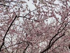 -桃花堤公园
