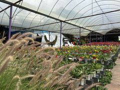 -金马仑薰衣草花园(Cameron Lavender)