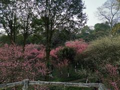 -南山植物园