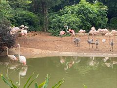 -广州长隆飞鸟乐园