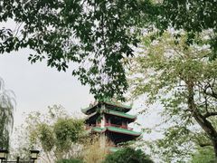 -桂湖森林公园