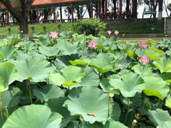 -洪湖生态旅游区