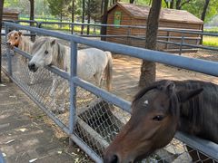 -长白岛森林公园