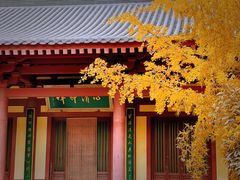 -西安大兴善寺