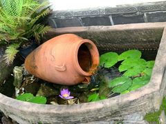 -慢丽江·云南野生菌土鸡锅(付家庄店)