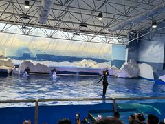 -秦皇岛乐岛海洋王国