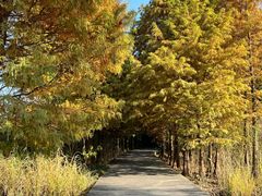 -溱湖国家湿地公园