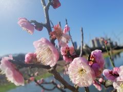 -月湖风景区