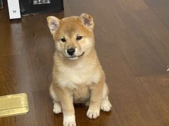-南京Hallo宠物乐园·哈罗犬舍·柴犬繁育基地