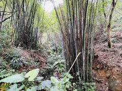 -羚羊峡古栈道森林公园