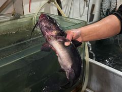 -大理.老字号渝记酸萝卜乌鱼(古城总店)