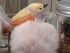 -吉丁鸟咖·异宠·寄养