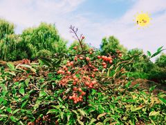 -洛阳市隋唐城遗址植物园