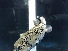 -苏州海洋馆