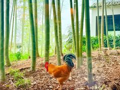 -木子山庄·安徽省老字号·中国炖锅宴