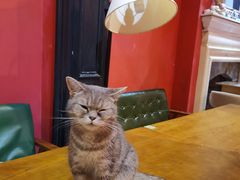 -猫色咖啡·猫咖