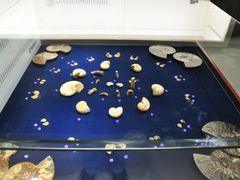 -青岛贝壳博物馆
