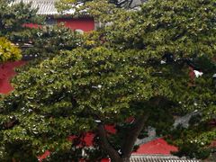 -妙峰山风景名胜区
