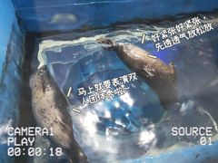 -海合安武汉极地海洋公园