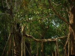 -中国科学院西双版纳热带植物园