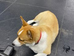 -Stud CrossFit(泰丰大厦店)