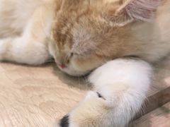 -BABIT巴比特宠物(MOMOPARK店)