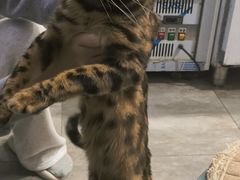-楼上猫咖(罗湖店)