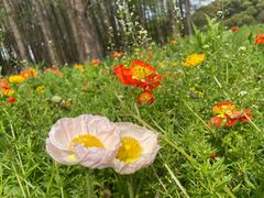 -上海共青森林公园