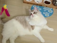 -Bastet sally猫舍购宠(静安店)