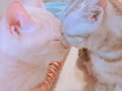 -1013 PET SHOP 宠物商店(近铁城市广场店)