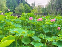 -沐仙湖湿地公园