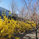 【裕美路 金灿灿的春天】