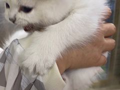-A猫a狗全科·犬猫异宠·芥西宠物医院(南开总院)