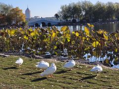 -长春市南湖公园