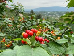 -缙云山景区