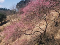 -新建村梅花